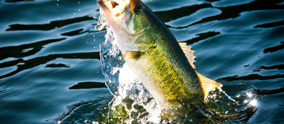 Traditional Fishing Floats: The Bobber