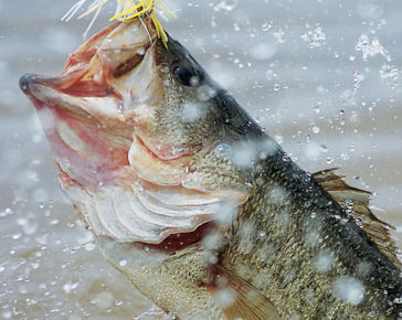 A Few Important Freshwater Fish Identification Tips