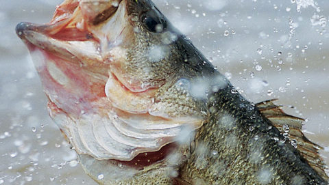 A Few Important Freshwater Fish Identification Tips