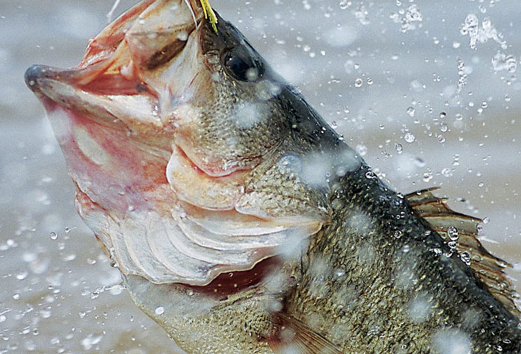 A Few Important Freshwater Fish Identification Tips